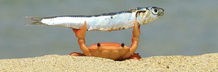 青眼のキングカズマ banner