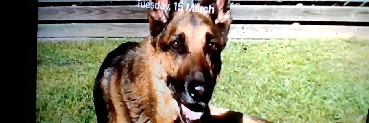 k9mindhelp's profile banner image