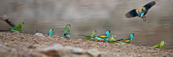 AusConservation Profile Banner