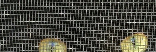 sokakitankimo's profile banner image