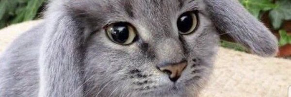 dialfrodie Profile Banner