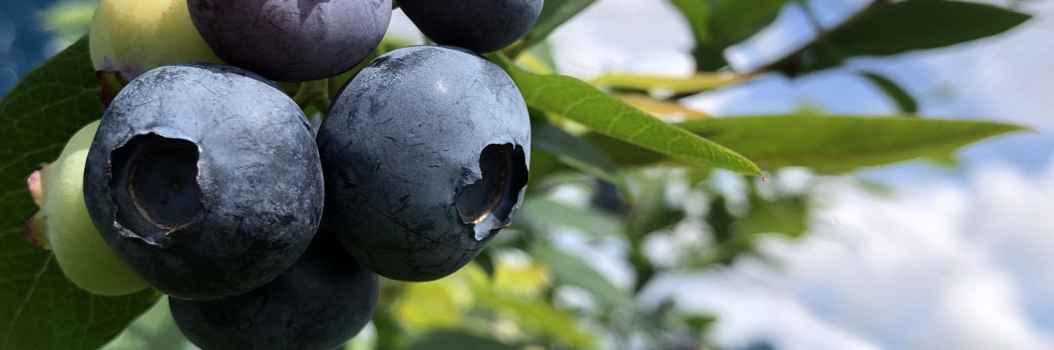 長谷川わたる@つくばブルーベリーピクニック banner