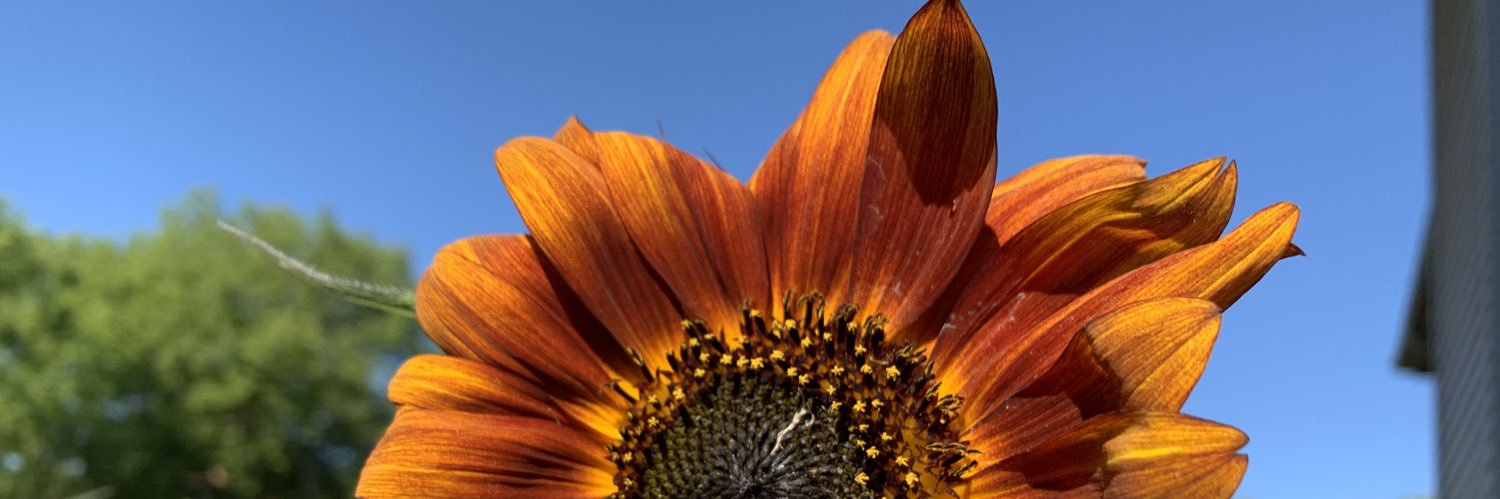 Melisa88's profile banner image