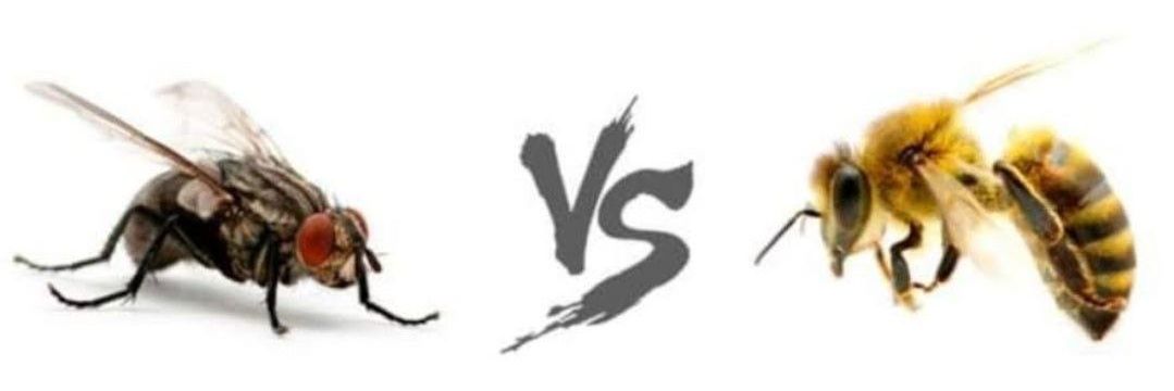 Yonas banner