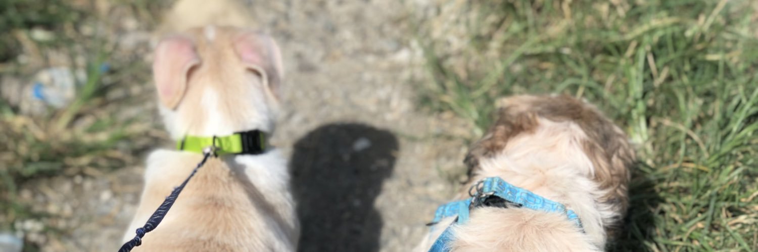 Bardungz's profile banner image