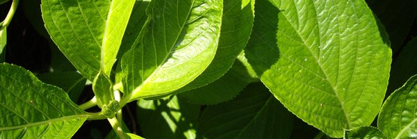 utans0 Profile Banner