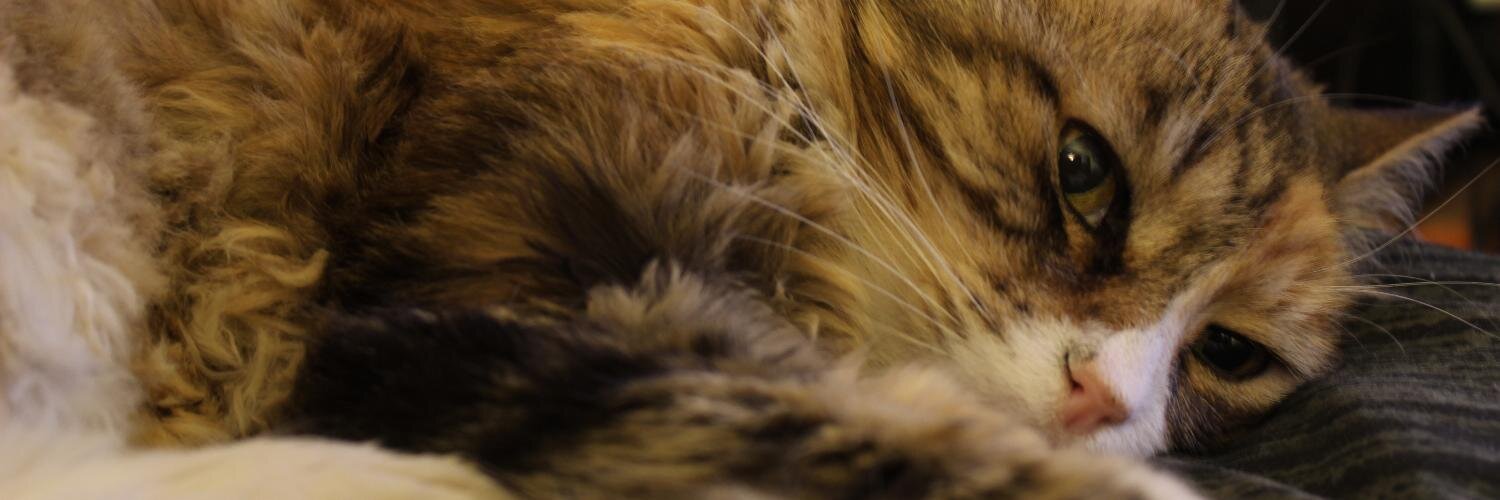 joaqini's profile banner image
