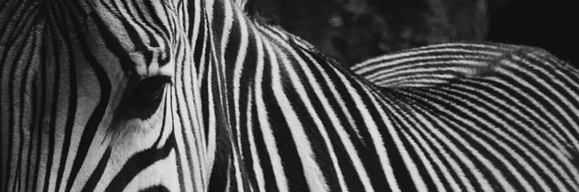 Nessmi_'s profile banner image