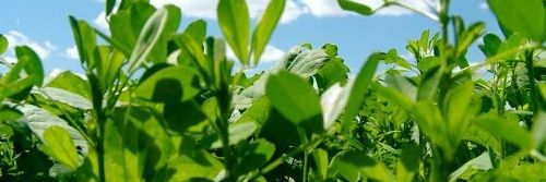 agrokoslay's profile banner image