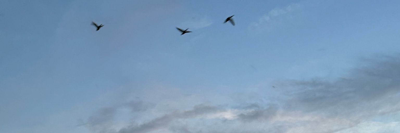 𝘾𝘼𝘿𝙀 | Open Commission! banner