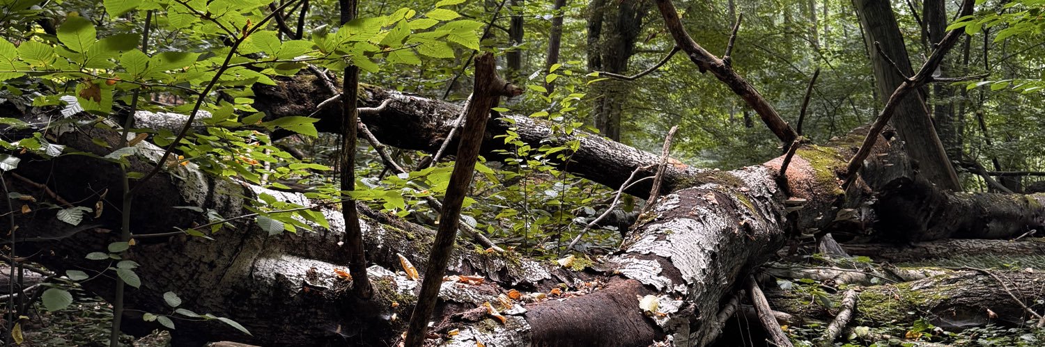 Tomasz Karwatka banner