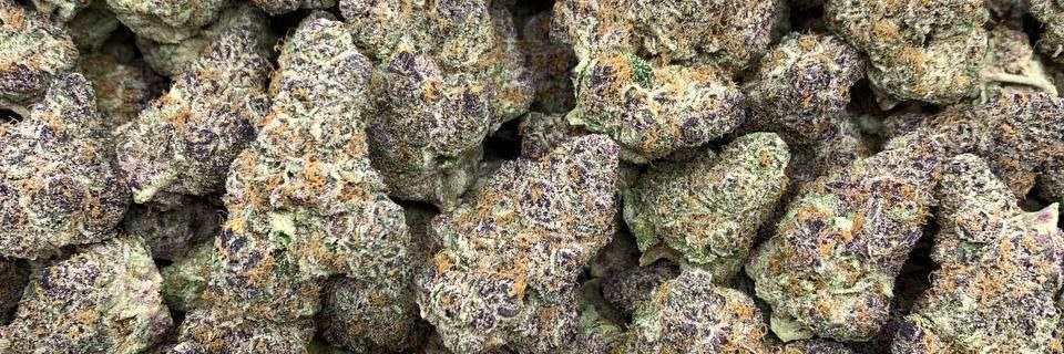 Bud Bloom🌿 banner