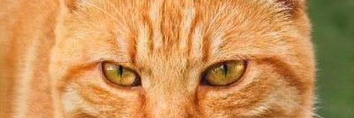 vickie jalomo banner