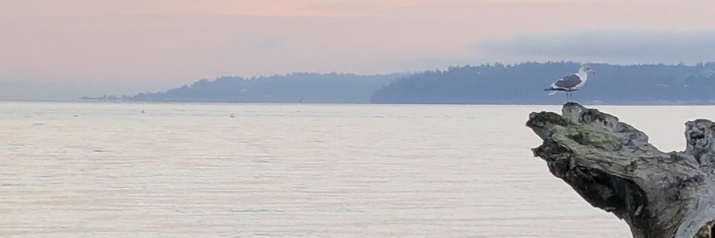 CameraThyme's profile banner image