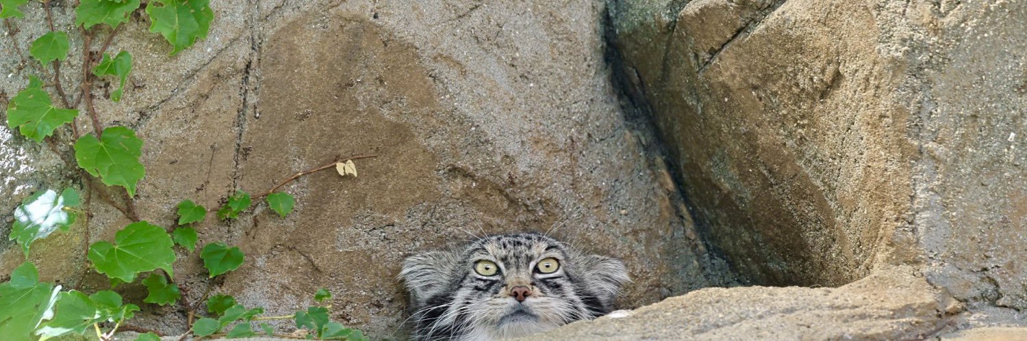 Mr Fluffypaws's banner