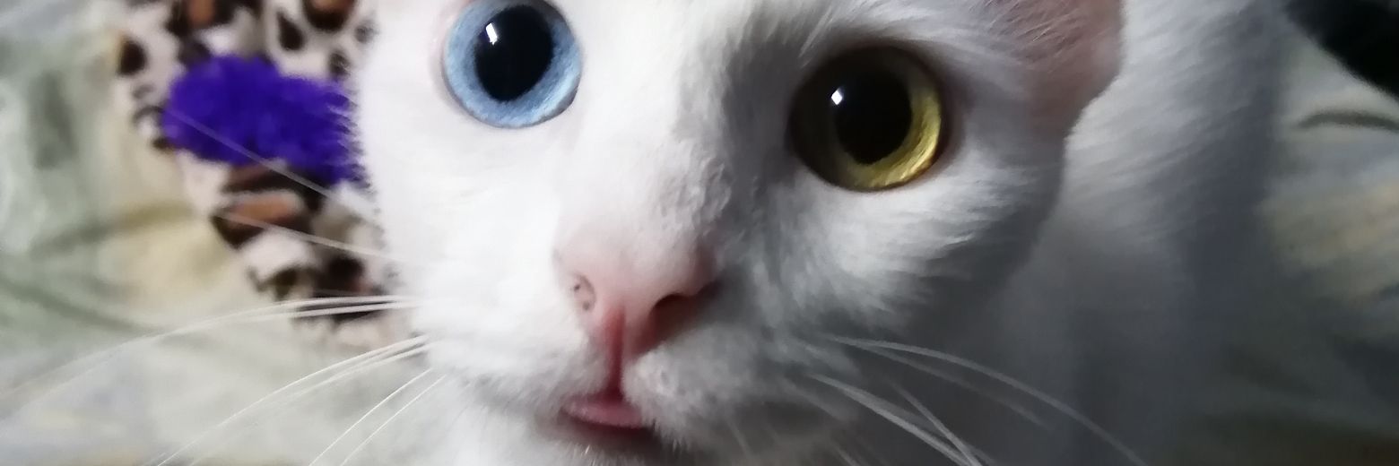 Alida banner