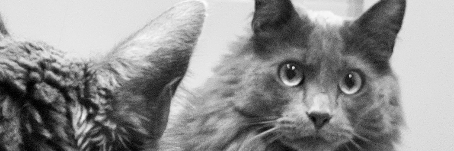 whynotAlvaro's profile banner image