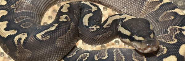 PacReptiles Profile Banner