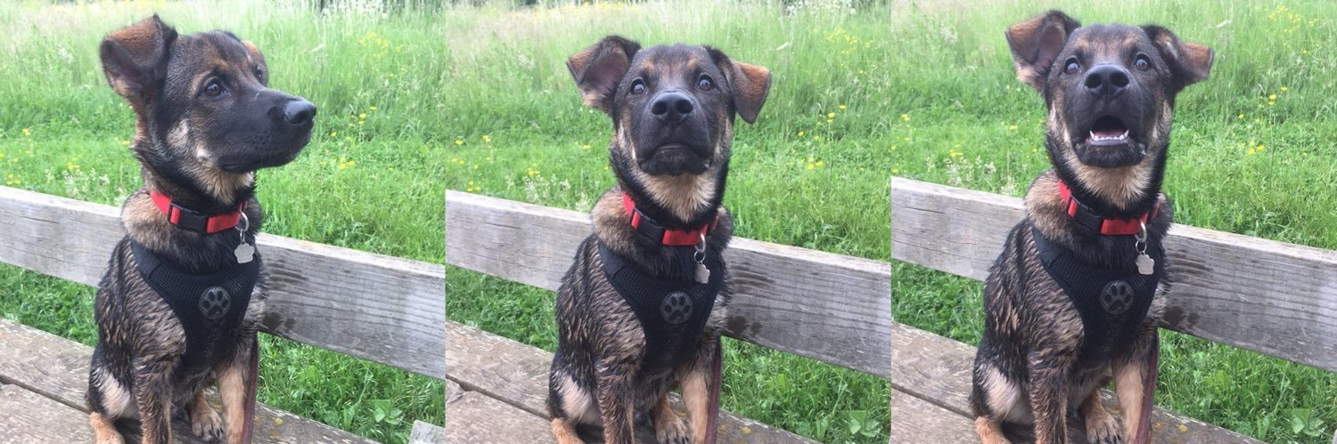 Georga Greenwood banner