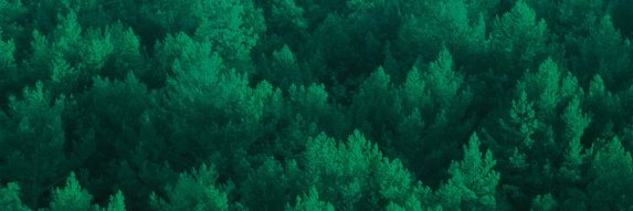 SingleTree_EU's banner