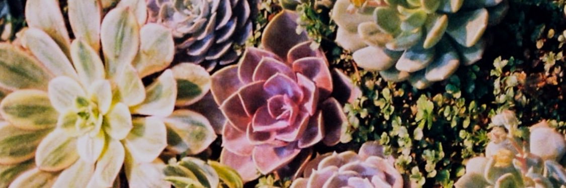 stephen a. spliff banner