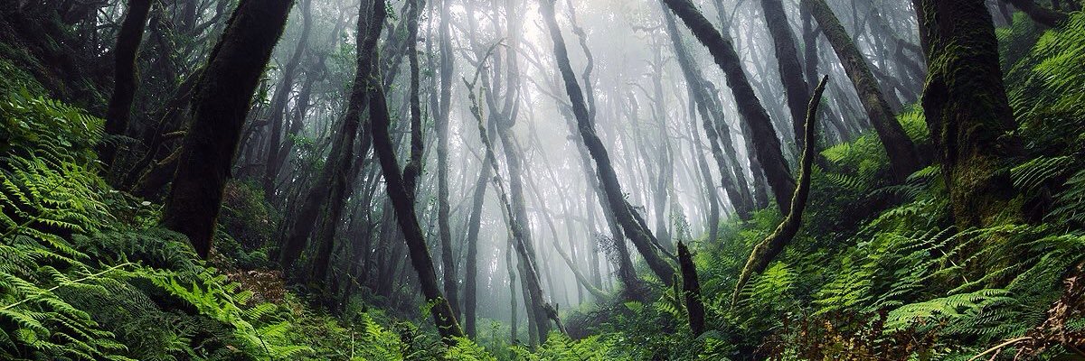 kellysena_'s profile banner image