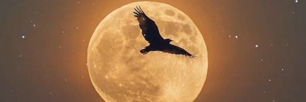 notebook_nature Profile Banner