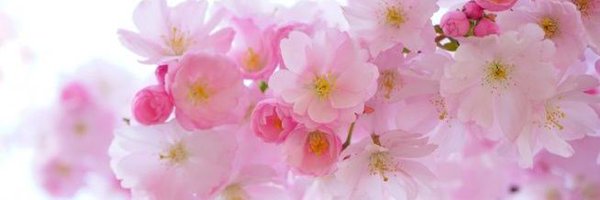 lariva Profile Banner