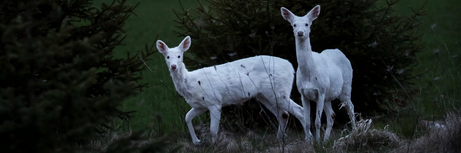 deer encounters 🦌's banner