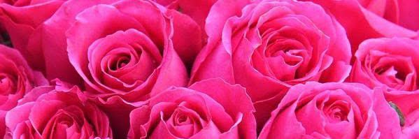 KellieLynne1's profile banner image