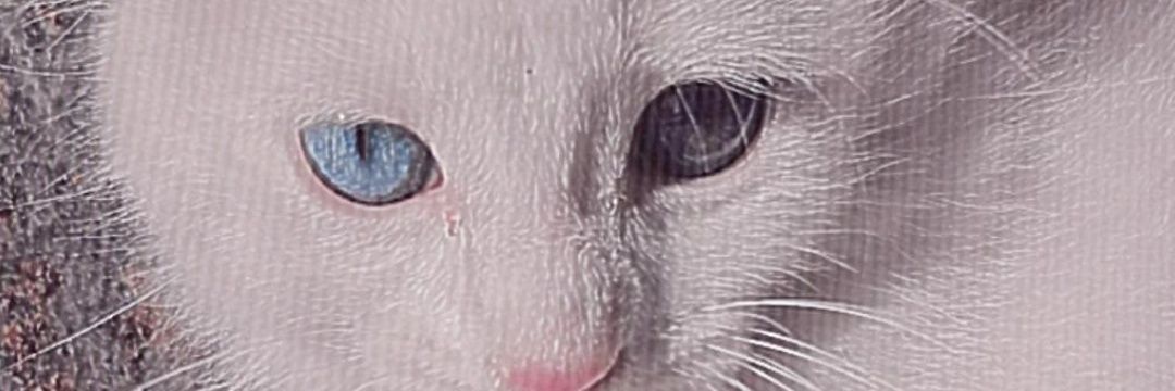 cinykiara's profile banner image