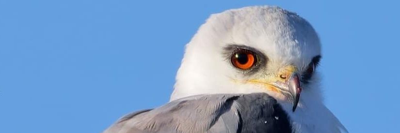Sjeffo Bird Photography's banner