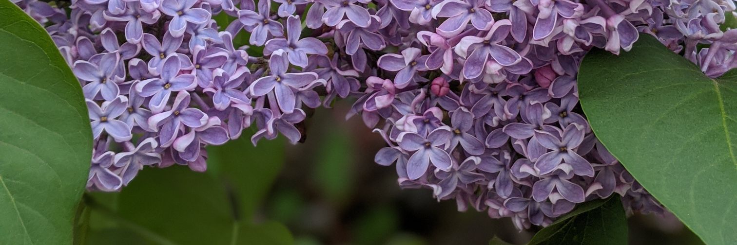 Sarahdipity's profile banner image