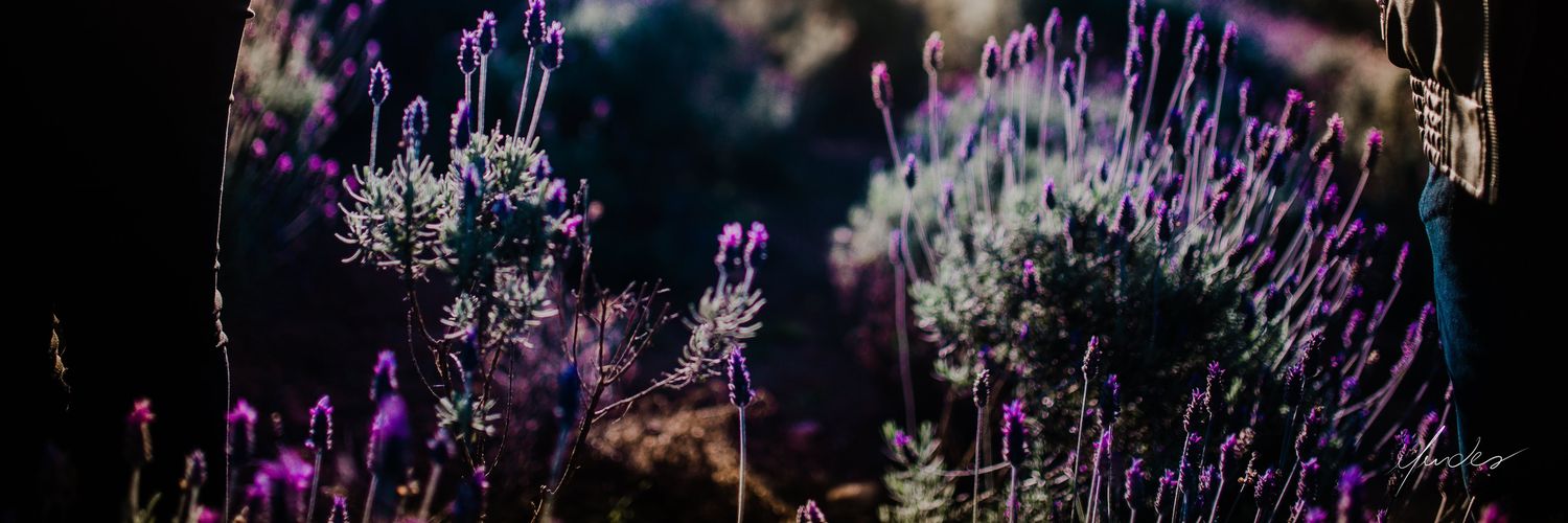 _isadejour's profile banner image