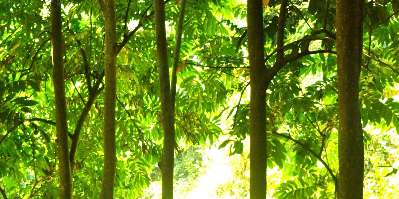 olie_id's profile banner image