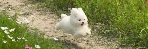 pineare Profile Banner