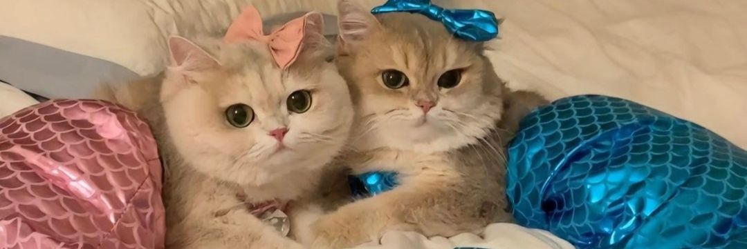 Cats That Make You Go Awww's banner