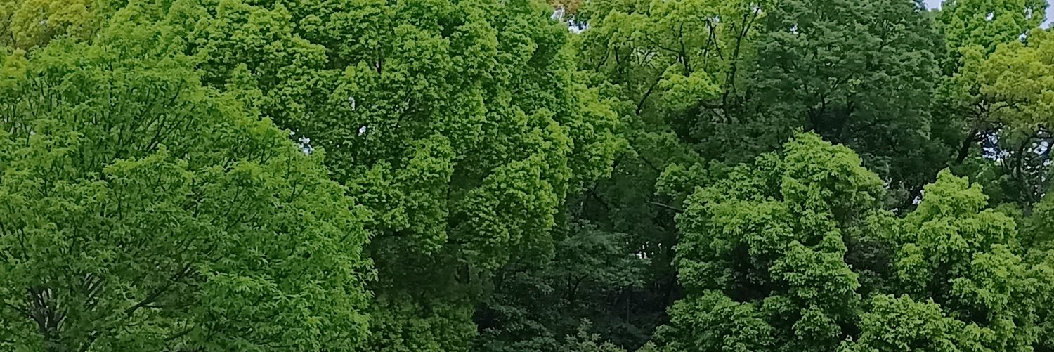 森林木 banner