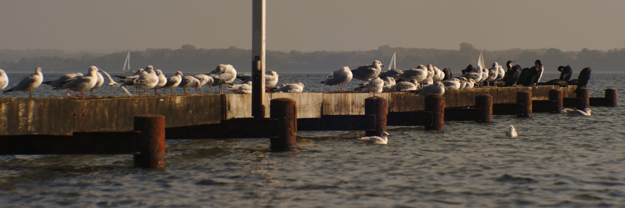 datenwolf – here to witness Τwitter's death banner