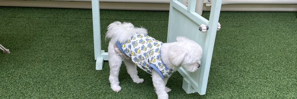 moco_maltese Profile Banner