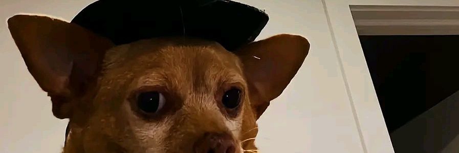 honourableduke's profile banner image