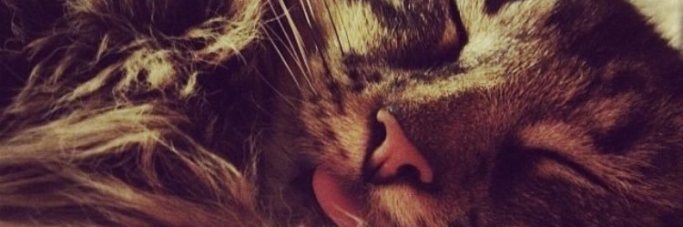 Nickers82's profile banner image