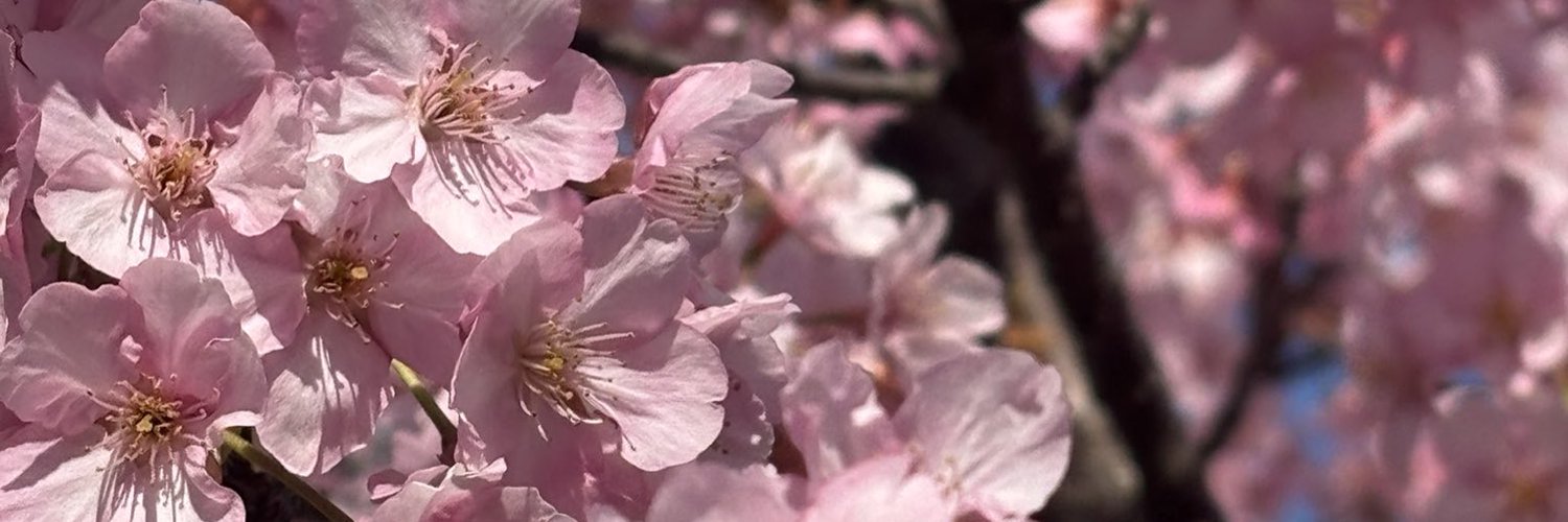 さりまる🌸 banner