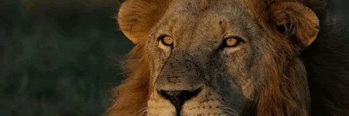 strangeonX's profile banner image