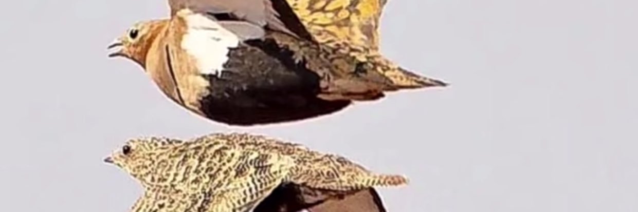 ghamms1e's profile banner image