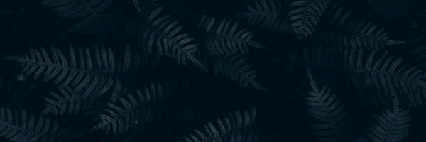 dextools Profile Banner