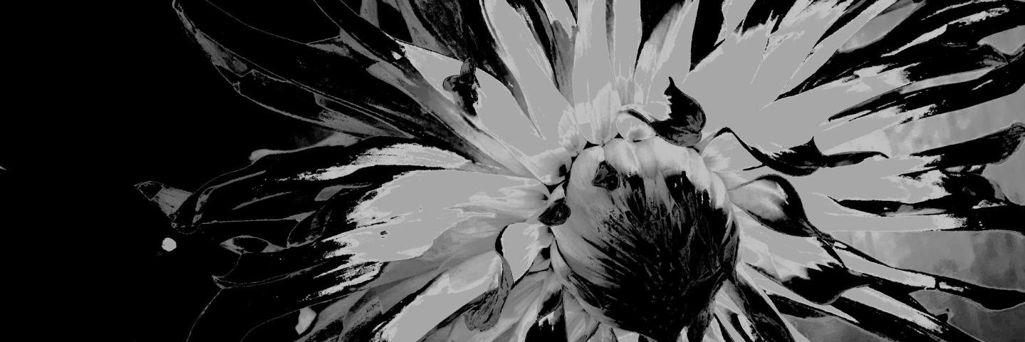 raymondtree's profile banner image