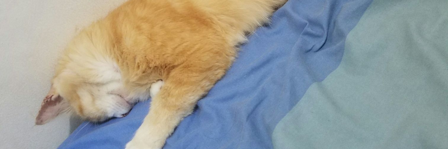 ᵝᵢ₥₳ banner