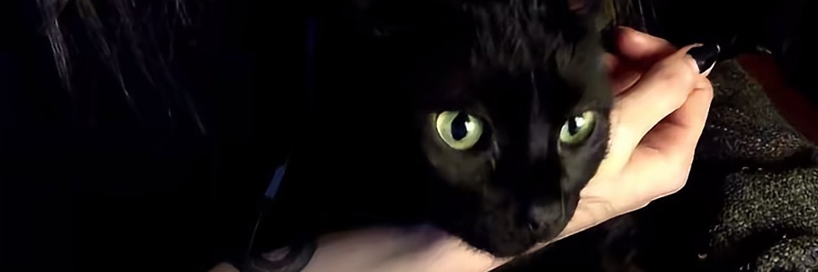 cat banner