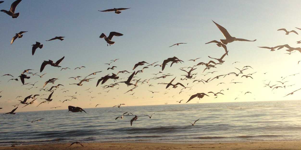 Kohl Crecelius banner